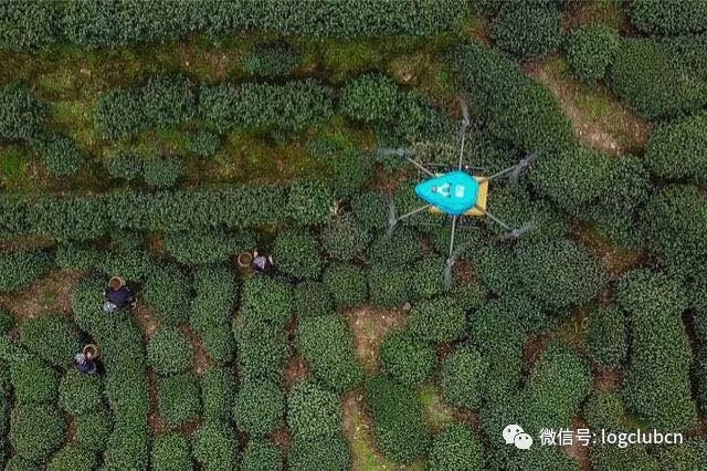 菜鸟无人机运输狮峰龙井第一采