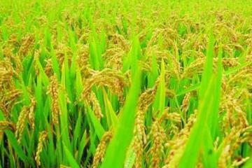 智慧物流打通农产品进城全链条