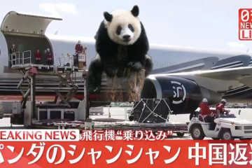 中国快递企业首次 ，“熊猫“香香”乘坐顺丰专机回国